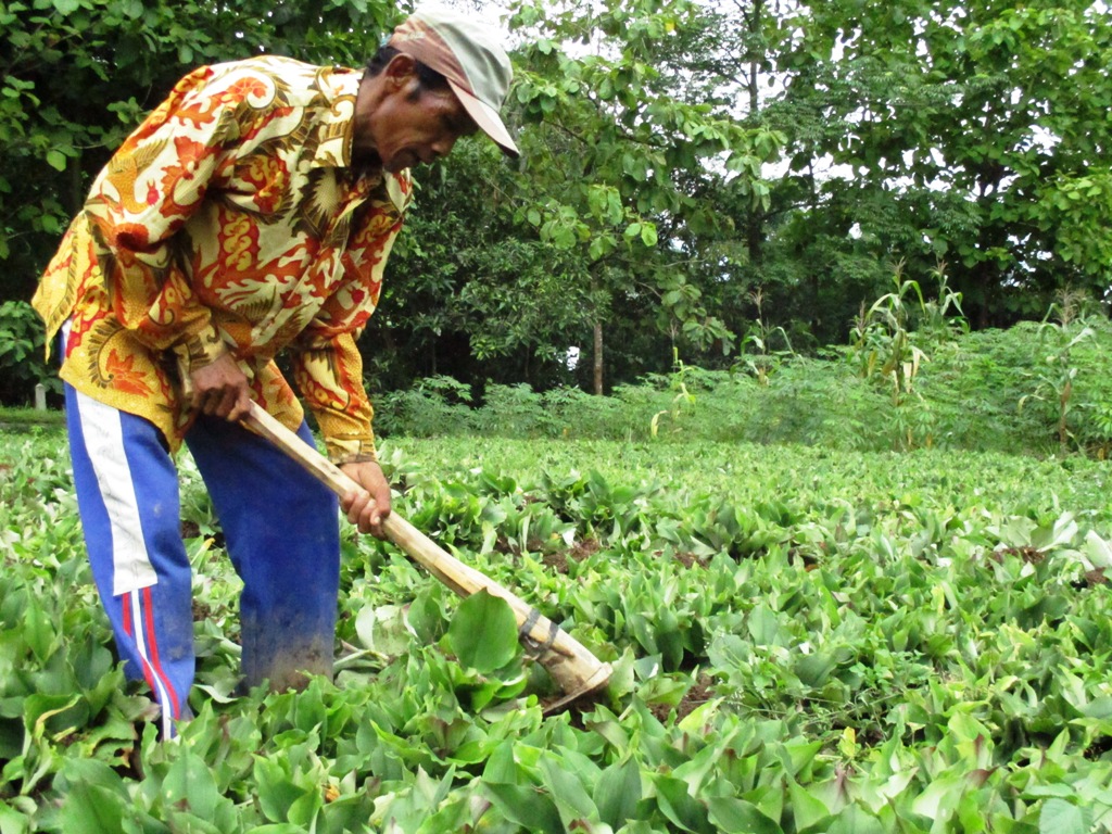  Gambar Cuaca Ekstrim Petani Kencur Mengeluh Website Resmi 